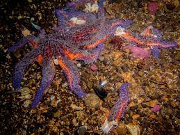 Sunflower stars are carnivorous and their diet includes numerous species such as sea urchins, clams, crabs, snails, sea cucumbers, sand dollars, chitons and dead fish. Serious Concern For Sunflower Sea Stars Seadoc Society