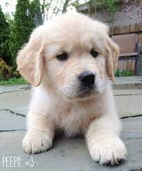 everything you ever wanted to know about golden retrievers champion dogs cute dogs puppies baby dogs