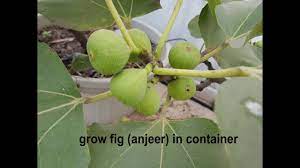 Anjeer kane ka sahi tarika.anjeer kase kana chayiye? How To Grow Care Fig Anjeer Plant In Container On Your Terrace Youtube