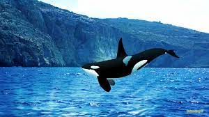 Download and use 300+ killer whale stock photos for free. Killer Whale Wallpapers Top Free Killer Whale Backgrounds Wallpaperaccess
