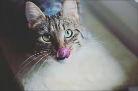 The yellow, foamy vomit that you may find is called bile. What It Means When Your Cat Is Vomiting Clear Liquid