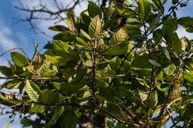 Image result for Curtisia dentata