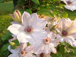Armand clematis (clematis armandii) is an evergreen clematis that flowers in late march. Clematis Das Journal