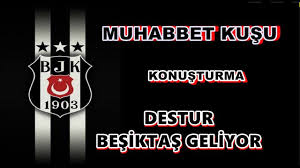 muhabet kusu besiktas panosundaki pin