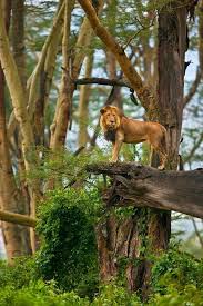 The Congo Rainforest 10 Worlds Amazing And Beautiful Forests African Rainforest Animals Animals Beautiful