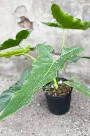 Image result for Vincetoxicum stenolobum