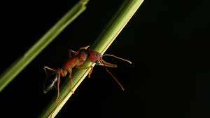Scientists can now better understand how its brain operates by modelling it onto a robot. These Ants Can Shrink And Regrow Their Brains