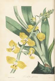Image result for Eulophia streptopetala