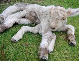 Animales Mutantes Chernobyl Deformed Animals Weird Animals Rare Animals