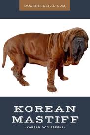 Buchsammy / getty images running can be a great way for dogs to burn off excess energy and stress. 7 Popular Korean Dog Breeds Man S Best Friend Or Food Dog Breeds Smartest Dog Breeds Asian Dogs