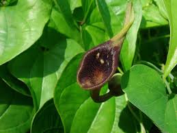 Image result for Aristolochia zenkeri