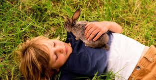 Sites are reprinting and repeating information taken from two specific articles that pronounce pine and. Rabbits Vitakraft International