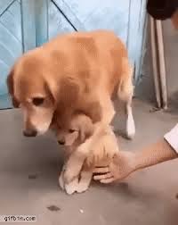 11 Absolutely Cute And Funny Dog Gifs That Will Have You Laughing All Day Funnydogs Cute Funny Dogs Cute Funny Animals Funny Dog Videos
