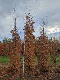 Image result for hornbeam hedge in winter