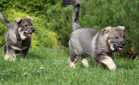 Image result for norský losí pes šedý