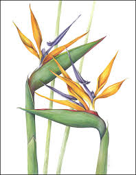 Watercolor Bird Of Paradise Png Birds Of Paradise Botanical Watercolor Birds Of Paradise Flower Botanical Painting