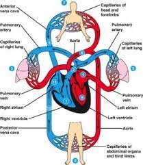 The Blood Circulation In The Circulatory System Science Online
