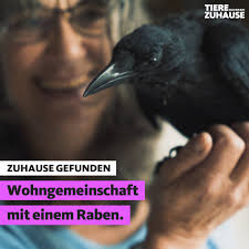 Zuhause gefunden: Rabe Rabanus