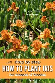 We did not find results for: How To Plant Iris And Do It Right Flower Patch Farmhouse