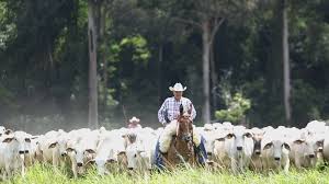 O pecuarista é, antes de tudo, um guerreiro