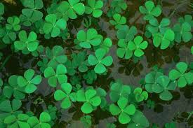 Image result for Marsilea minuta