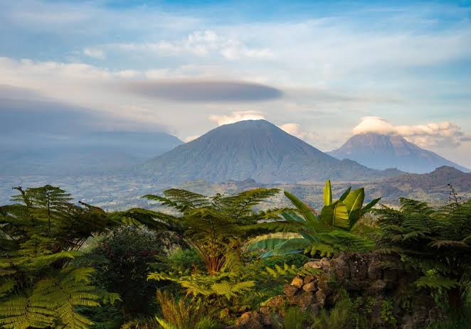 The Primate Kingdom: Navigating the dramatic mountain passes leading up to the gorilla trekking trailheads