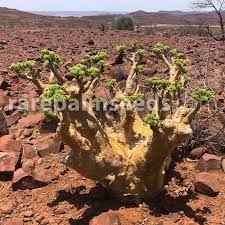 Image result for Cyphostemma tenuissimum