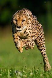 fastest runners in the animal kingdom video animals amazing hayvanlar alemi vahsi hayvanlar hayvan fotografciligi
