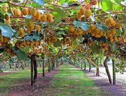 Easily identified by their small size and large. Kiwi Tree Recent Photos The Commons Getty Collection Galleries World Map App Fruit Garden Fruit Plants Kiwi Tree