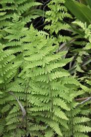 Image result for Schoenoplectus muriculatus