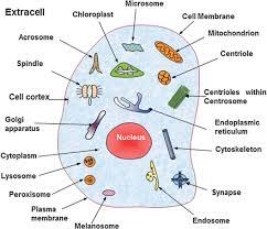 Animal cells are of various sizes and have irregular shapes. A Schematic Drawing To Show The 20 Subcellular Locations Of Animal Download Scientific Diagram