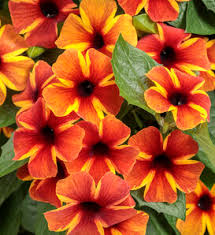 Image result for Thunbergia annua