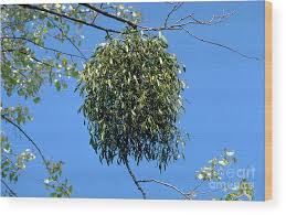 Image result for Viscum