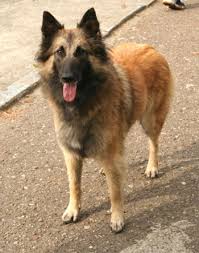 Tervueren The Animal Files Den er en god brukshund. tervueren the animal files
