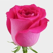Последние твиты от pink rose 핑크로즈(@19970211_com). Rose Topaz Hot Pink 40cm Wholesale Blooms By The Box