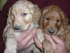 Goldendoodle puppies are a beautiful combination of golden retriever and poodle parents. 10 Goldendoodle Puppies For Sale In Minnesota Ideas Goldendoodle Puppy For Sale Goldendoodle Puppy Goldendoodle