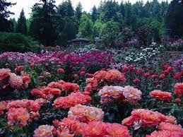 The Beautiful Roses Portland Is Called The City Of Roses The Sites And Smells In This Garden Are Rose Garden Portland Portland Japanese Garden Love Garden