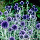 Garten Ziergraser Lila Garten Pflanzen Blumen Pflanzen