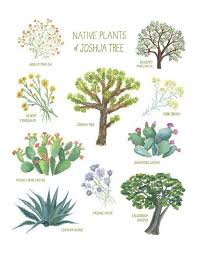 Cactus Joshua Tree Travel Guide By Tumbleweed Sanctuary In 2020 Joshua Tree Plant Trees To Plant Plants