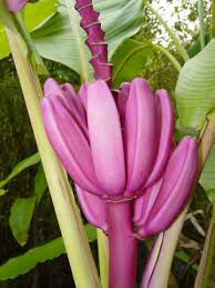 Image result for Musa ornata