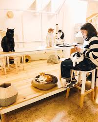 La casa de los gatos tesisini seçmek için 4 neden. Schedule Online With La Fabrica De Huellas On Booking Page