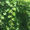 Curving spines are present on the leaf stalks, stems, and underside of leaves along the veins. Https Encrypted Tbn0 Gstatic Com Images Q Tbn And9gcrhbtzewhpzayndinco3le3uko9x 6coivgpahrqlfpat7pklfu Usqp Cau