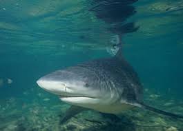 In fact, they are commonly seen in freshwater habitats, such as. River Monsters Wikipedia