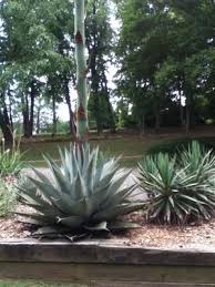 During summer the flower is pretty awesome and you can live through summer only eating cactus products. Giant Succulent With 8 Tall Shoot That Is Branching Out At The Top