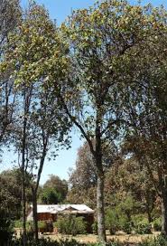 Image result for Dombeya torrida