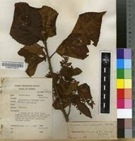 Image result for Maesa lanceolata