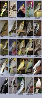 Types Of Birds You Can Have As Pets Get Some Types Of Pet Birds That Can Talk Visit Cockatiel Pet Birds Cockatiel Care