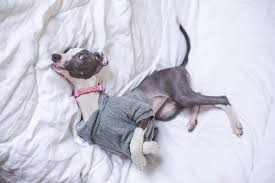 Catalog# iblk218 1 1/2 wide, 9 1/2 collar section $18.99 indiemade: Italian Greyhound Breed Information Guide Quirks Pictures Personality Facts Barkpost