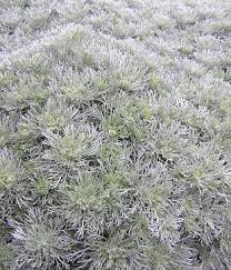 Simple angel hair pasta side, with olive oil, garlic, herbs and parmesan. Suncrest Nurseries Inc Search Our Plant Database