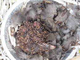 Brush the turkey with oil or butter to help maintain moisture. The Cleaning Process Canadian Animal Skulls